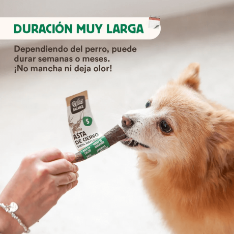 perro de raza pequeña mordiendo asta de ciervo natural de larga duración para limpieza dental