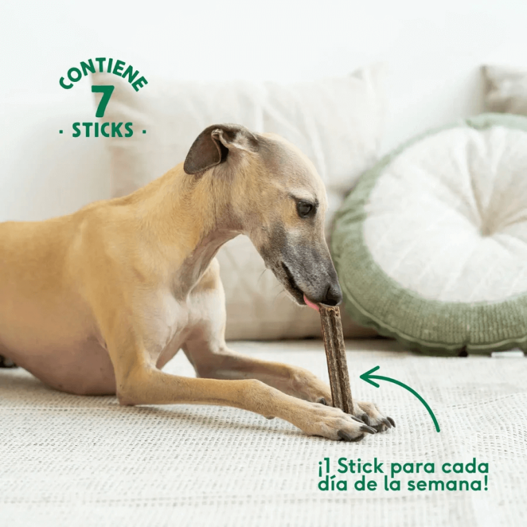 perro galgo masticando stick dental de ternera wild balance 7 unidades