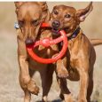 Dos perros de color marrón jugando juntos y tirando del juguete BIONIC Toss N Tug al mismo tiempo, demostrando su durabilidad para el juego entre varios perros.