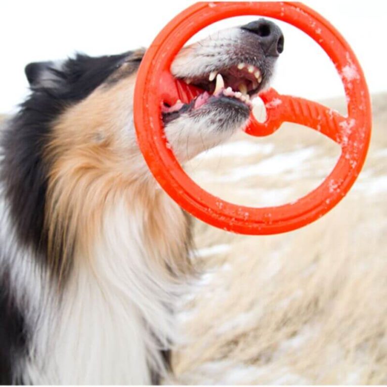 Perro de raza Collie mordiendo fuertemente el juguete Bionic Frisbee de color naranja, demostrando su durabilidad y resistencia a la mordida.