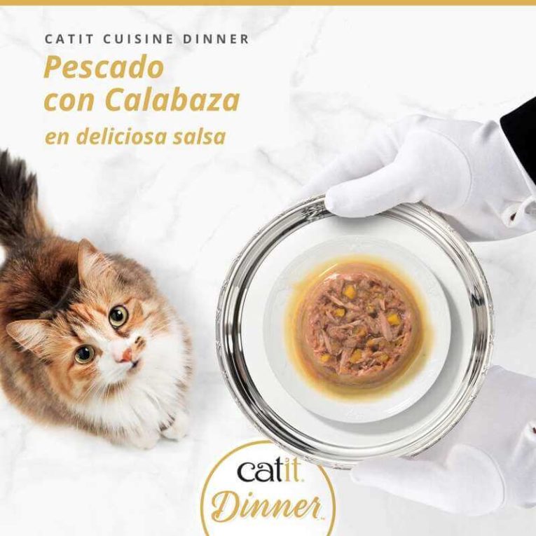 Gato mirando un plato de Catit Cuisine Dinner sabor Pescado con Calabaza en salsa, servido elegantemente en una bandeja de plata.