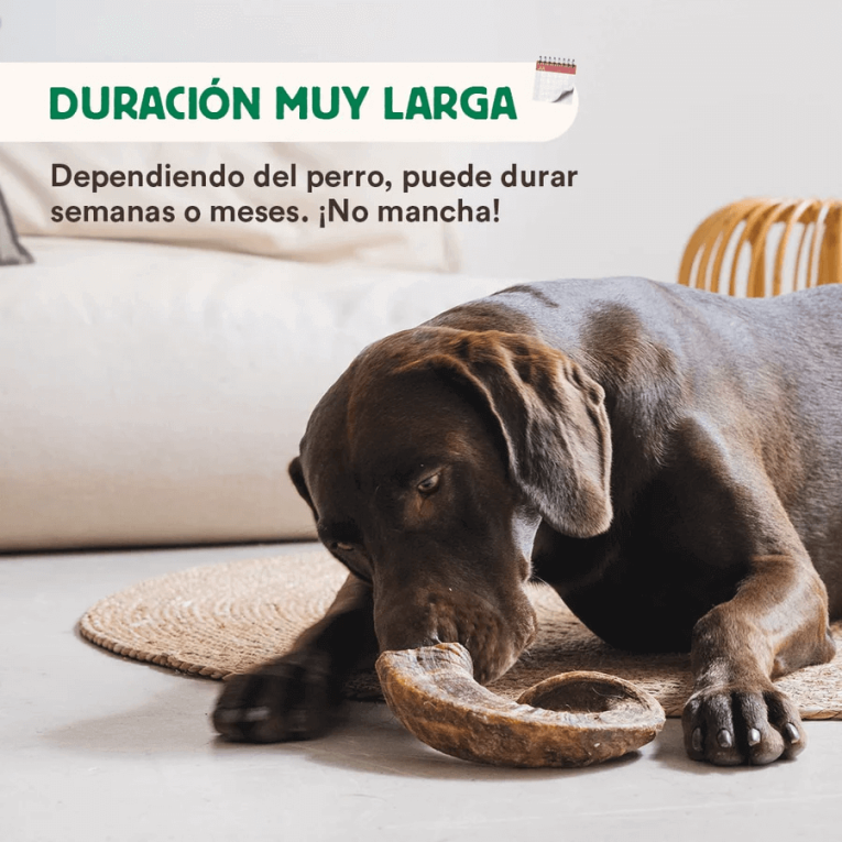 perro labrador de color chocolate mordiendo un cuerno de cabra natural para la limpieza de sarro y placa dental