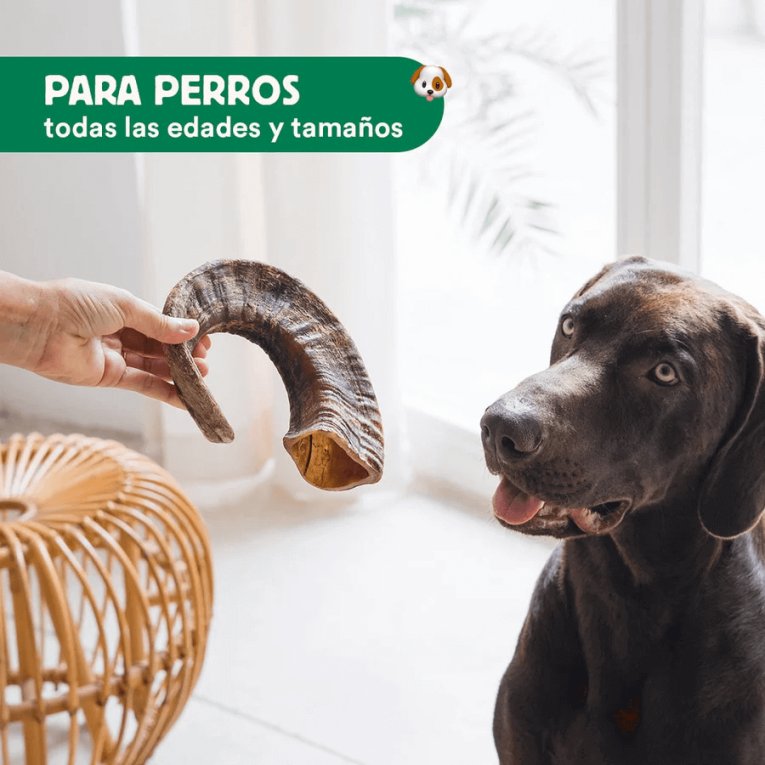 cuerno de cabra hueco para rellenar con comida o paté para perros snack interactivo y natural