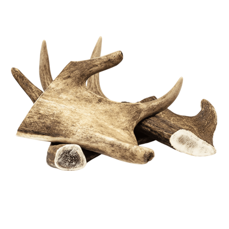 Asta de Gamo Mordedor Natural Para Perros