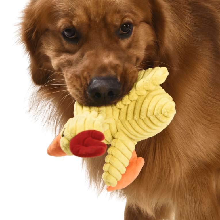 Juguete para perro con forma de gallina amarilla de peluche con patas largas serie Premier DOG en Piensos Anlú.