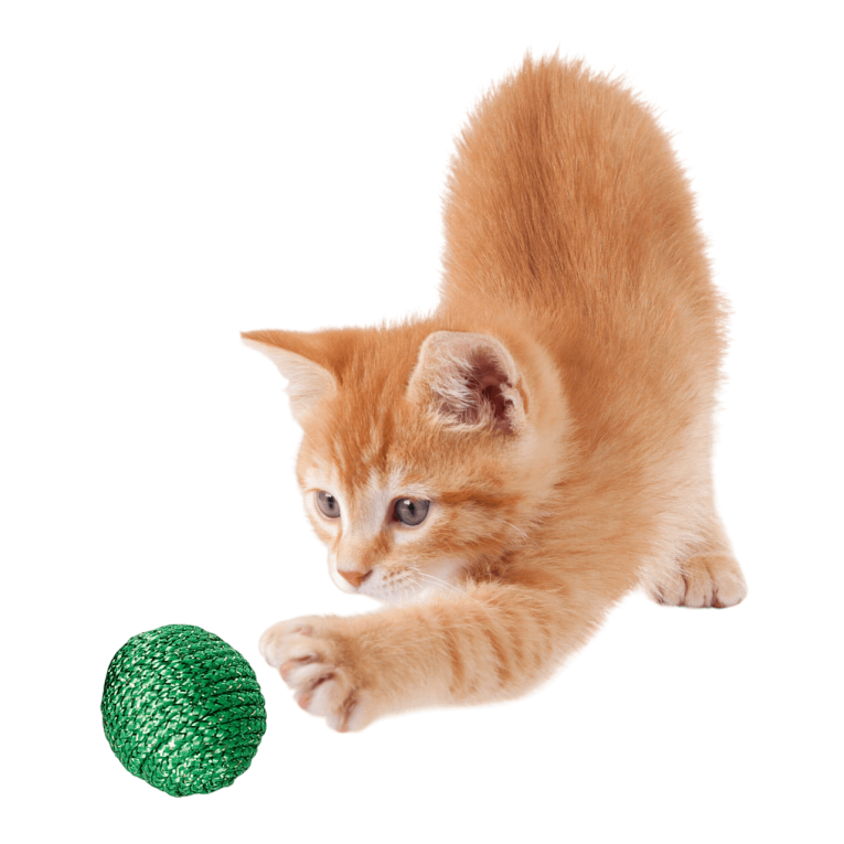 juguete_pelotas_premier_cat_13cm_2