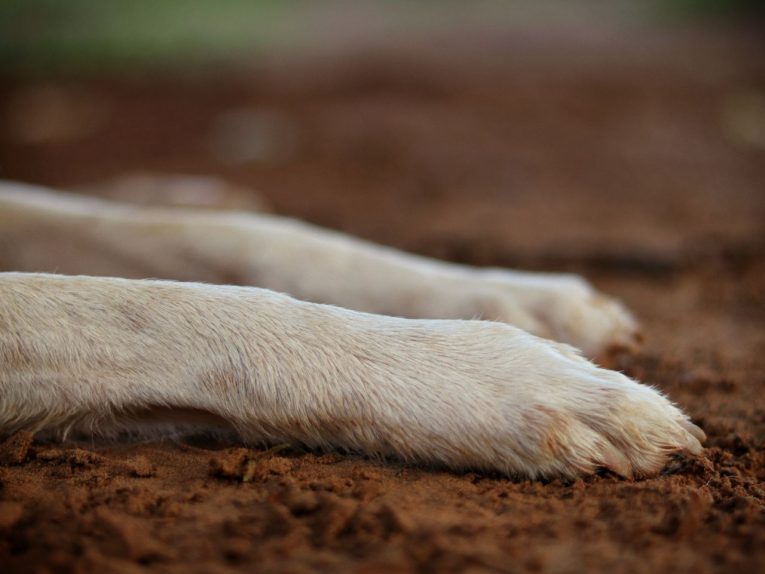 Cómo cortar las uñas a tu perro en casa sin miedo