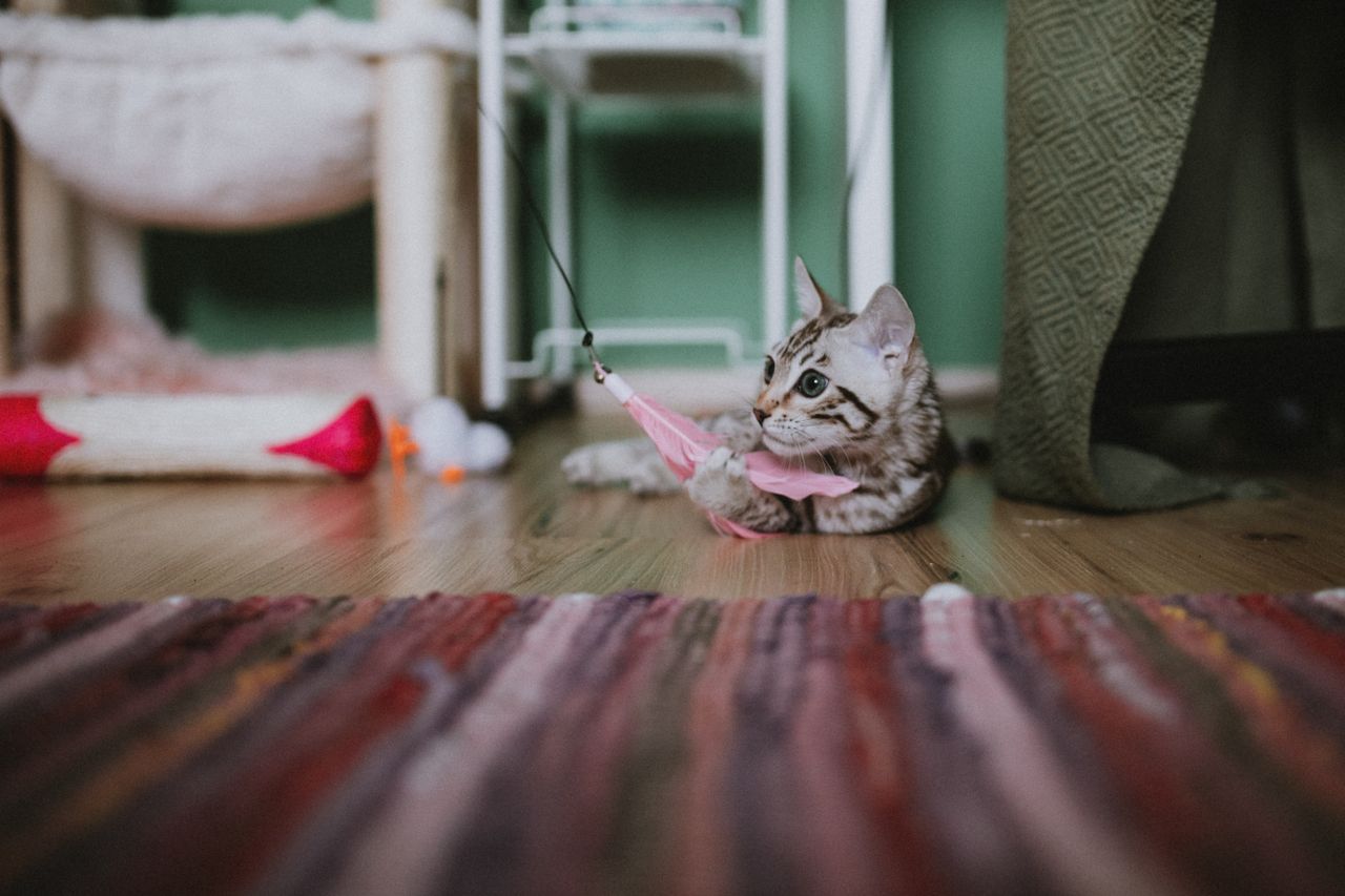 El juego diario mantiene al gato activo, feliz y lejos del aburrimiento