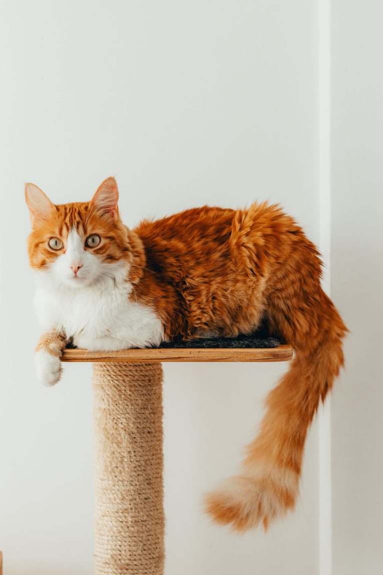Mi gato araña los muebles: por qué y cómo evitarlo