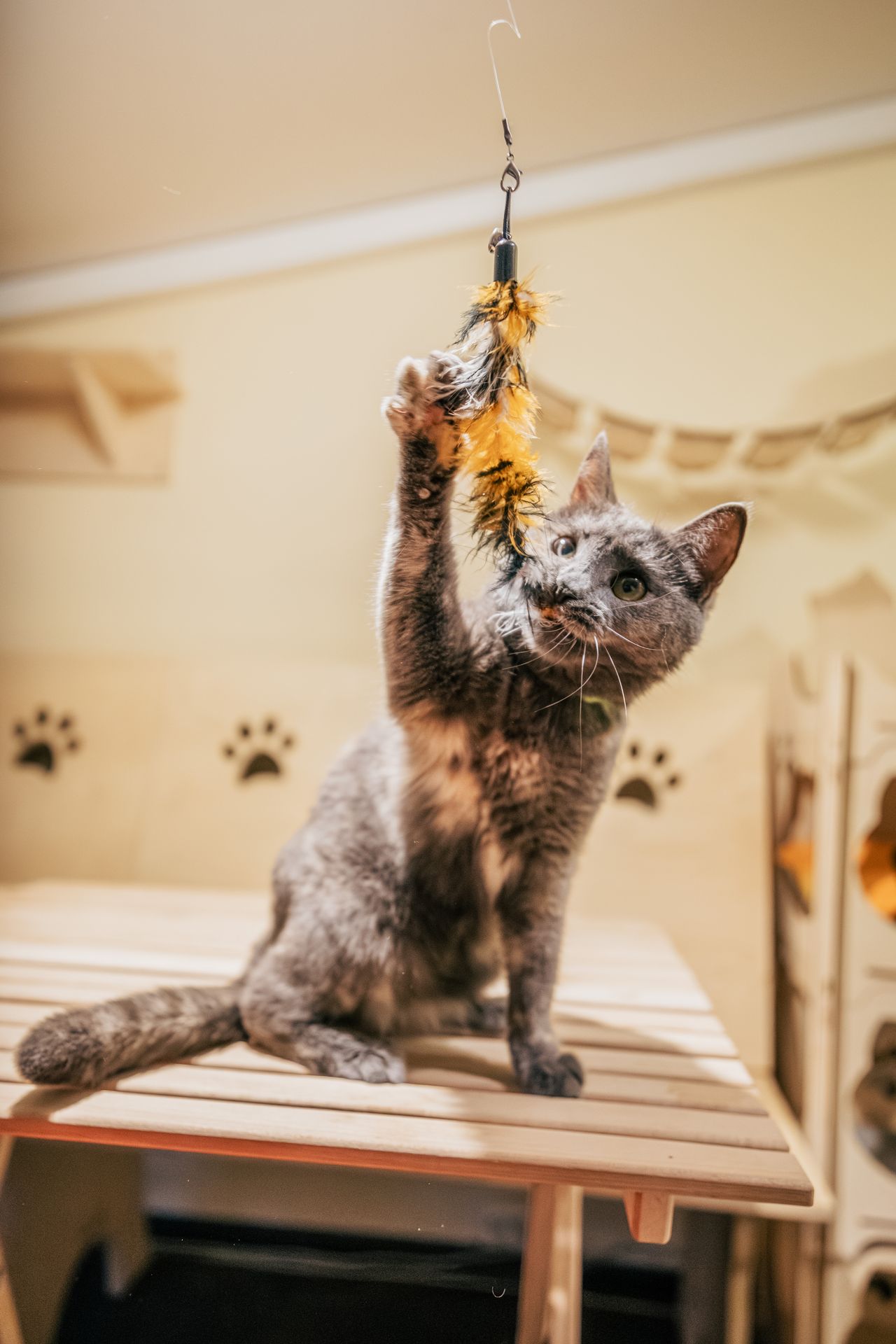 Gato cazando un juguete de plumas