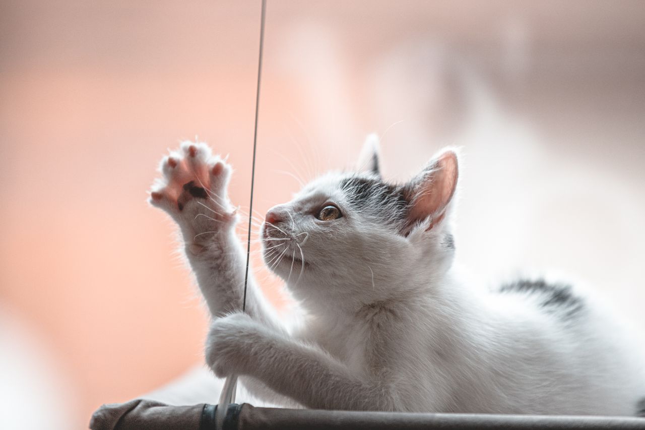 Gato jugando y estimulado