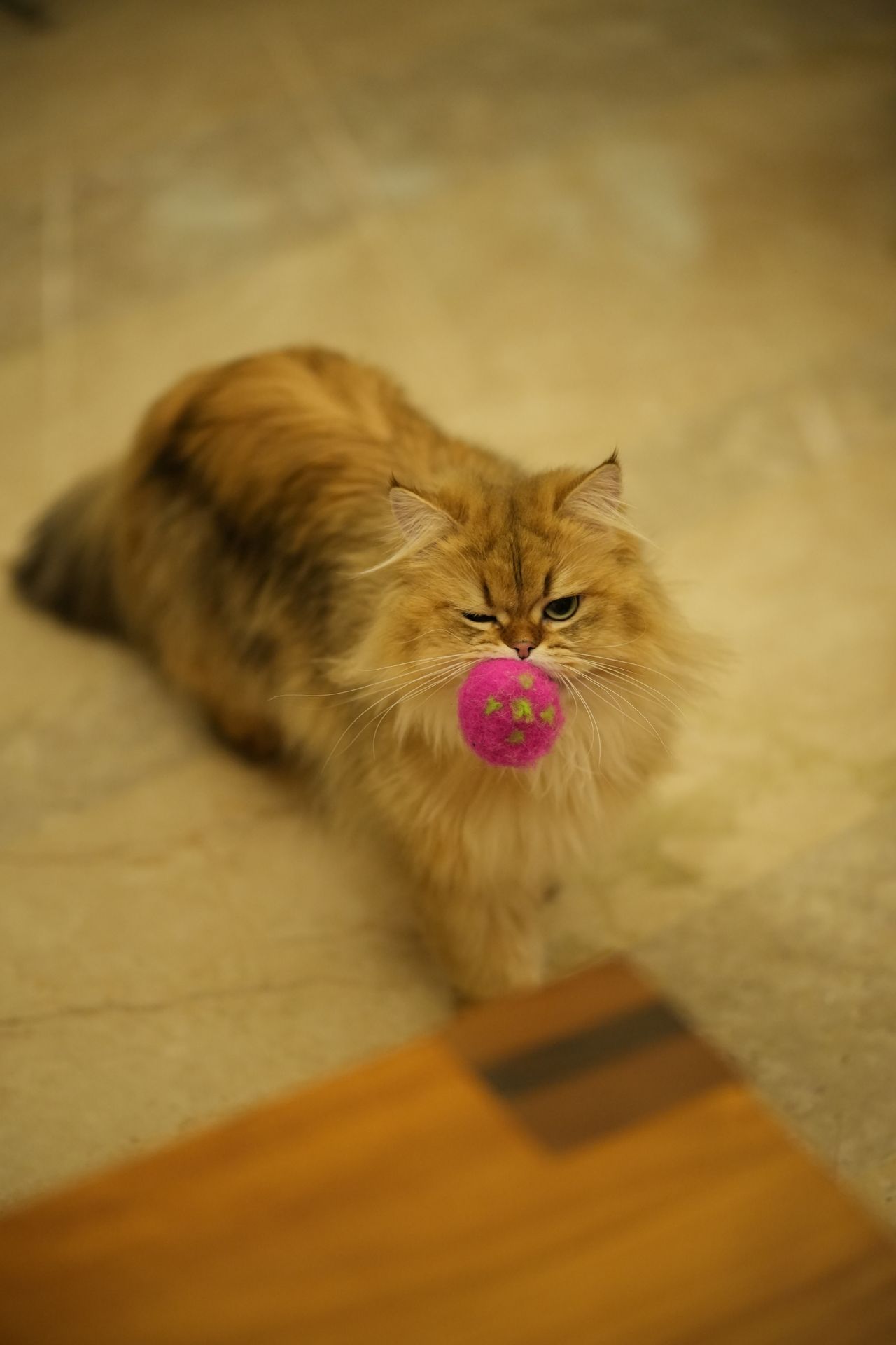 Cañas, pelotas y peluches despiertan su instinto cazador y le hacen mover el cuerpo
