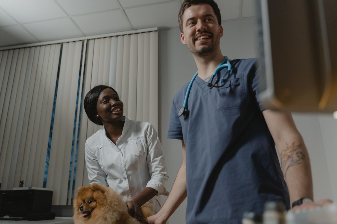 Veterinarios examinando a un perro