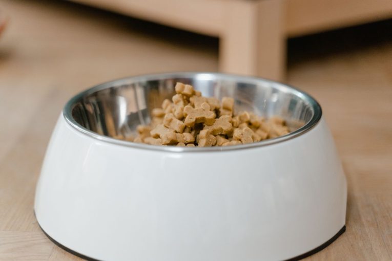 Comida húmeda vs. pienso: ventajas, mitos y cómo combinarlos