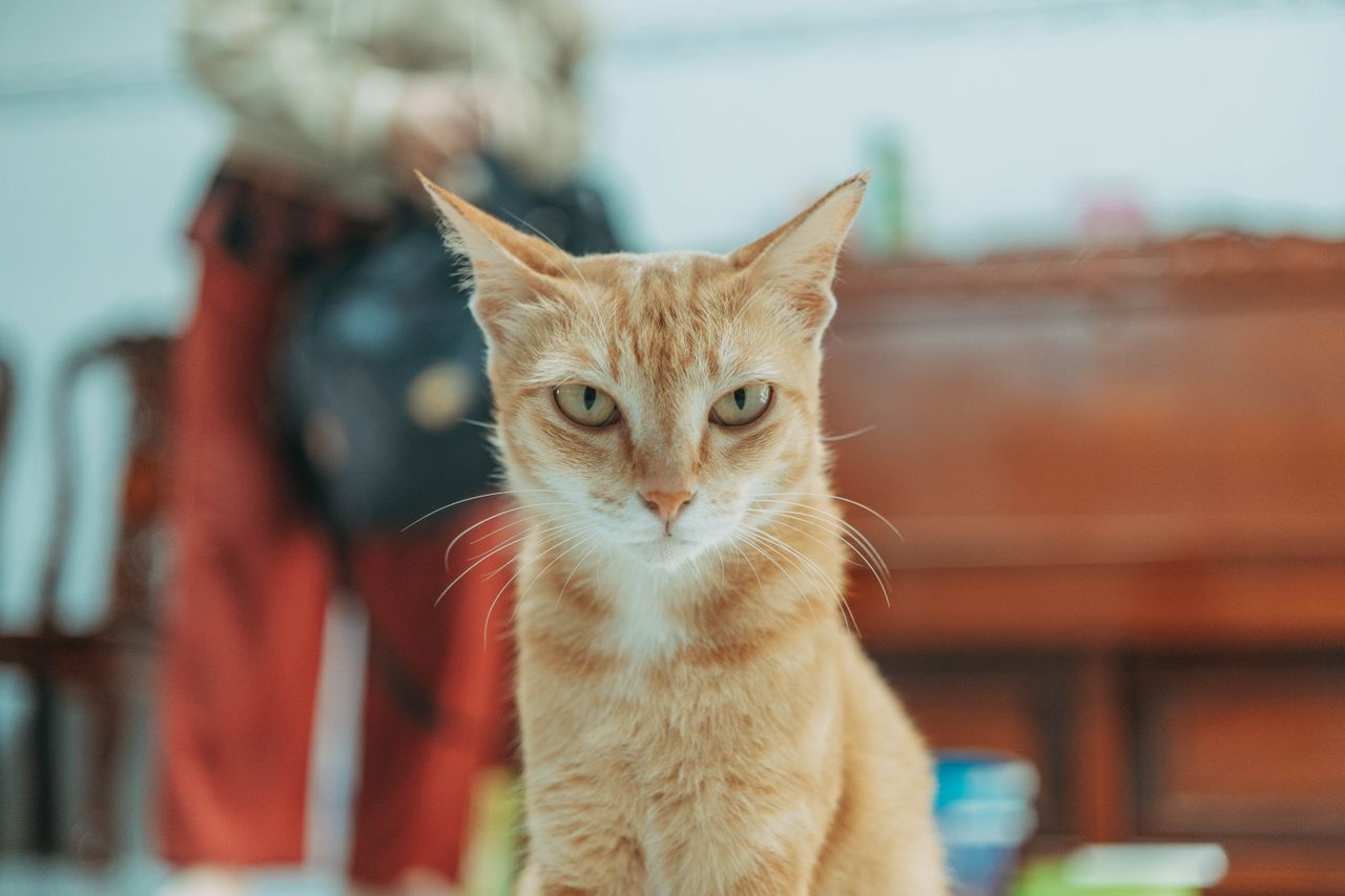 Del color que sea, cada gato merece la mejor comida y muchos mimos