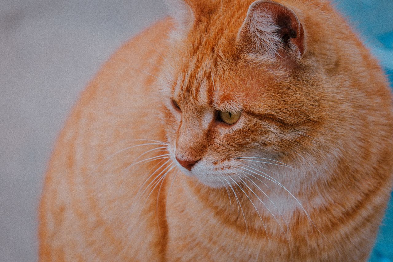 Comederos, cañas y juguetes con catnip: todo para el reino de tu gato naranja