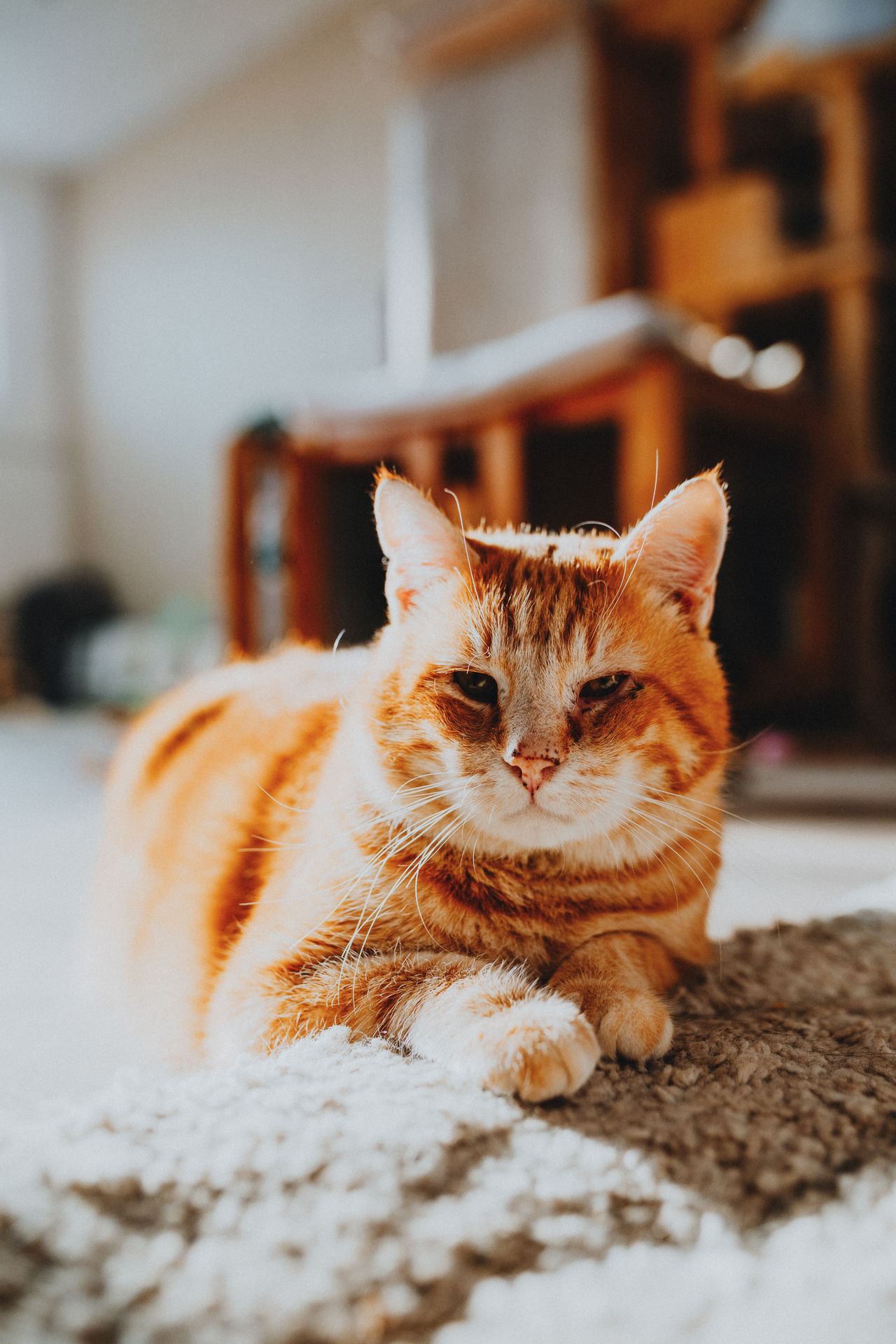 La mayoría de gatos naranjas son machos: una curiosidad que está en sus genes