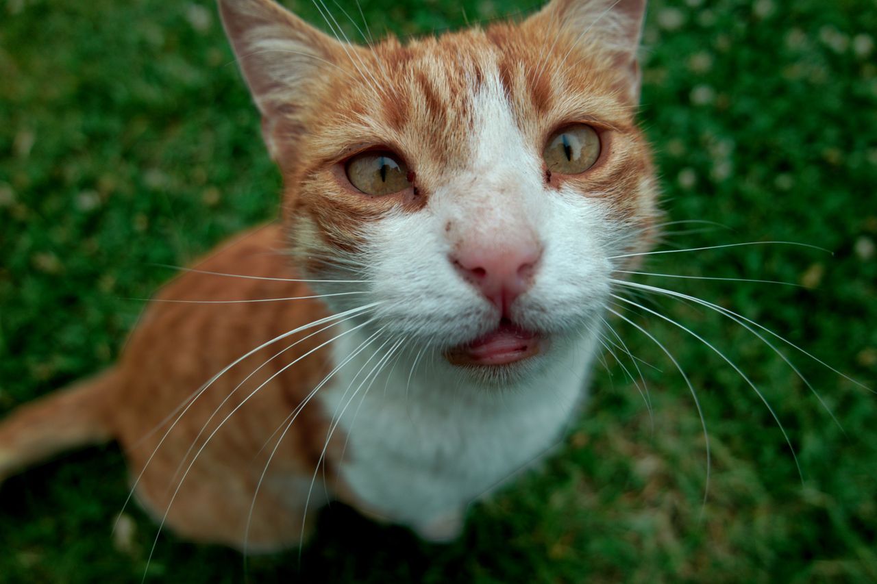 Gato naranja gracioso, tan carismático como los famosos gatos de dibujos animados