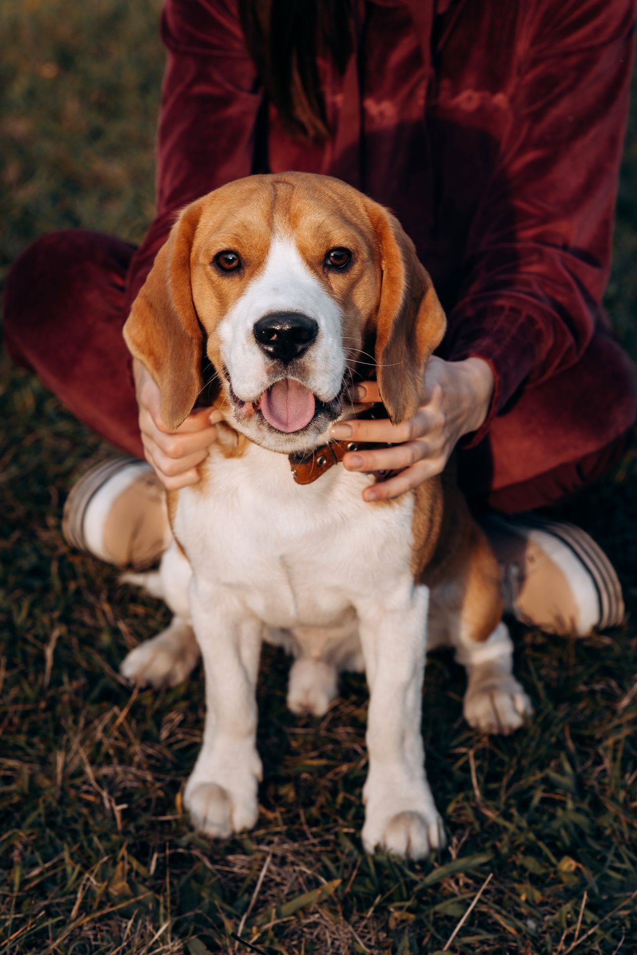 Compañía, alegría y amor incondicional: eso es lo que un perro nos regala cada día