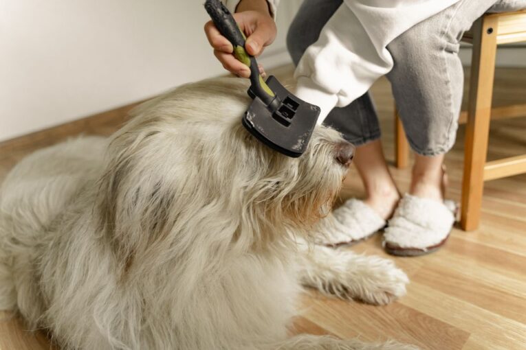 Cuidados del perro y el gato en otoño: muda, lluvia y parásitos