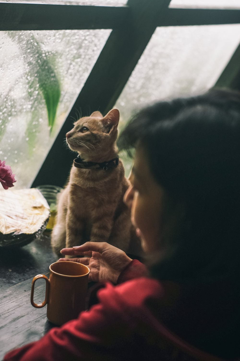 Gato mirando por la ventana un día de lluvia