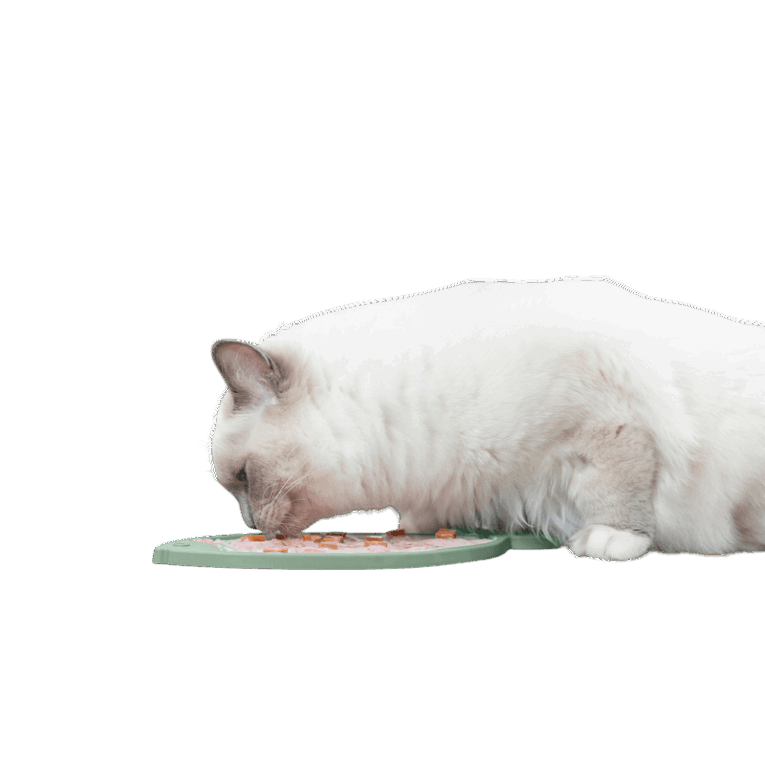 Vista lateral de un gato Ragdoll lamiendo el mantel Lick'n'Snack de silicona Trixie. El perfil bajo de la alfombrilla y la comida húmeda visible son el foco de la imagen.