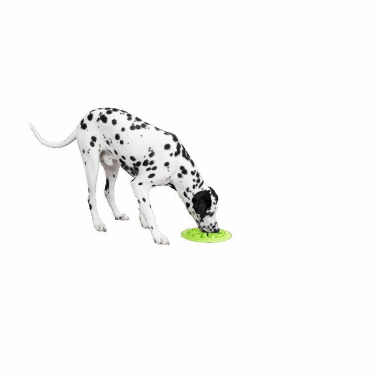 Fotografía de un perro Dálmata adulto comiendo de un comedero Trixie slow feed redondo de 24cm. El comedero, de silicona verde limón con un patrón de laberinto, está en el suelo y es usado para ralentizar la ingesta del alimento.