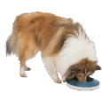 Perro de raza Collie o Sheltie interactuando con el comedero Trixie Rocking Bowl azul y blanco. La mascota inclina el plato para acceder al pienso, demostrando la función balanceante.
