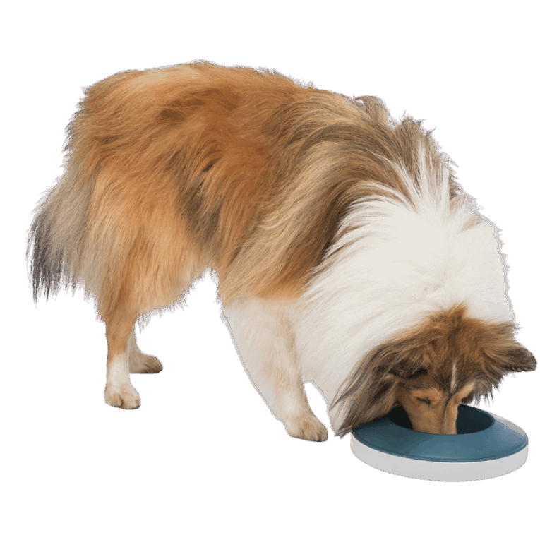 Perro de raza Collie o Sheltie interactuando con el comedero Trixie Rocking Bowl azul y blanco. La mascota inclina el plato para acceder al pienso, demostrando la función balanceante.