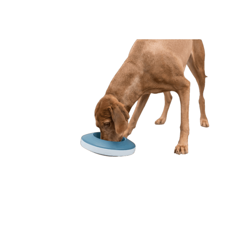 Perro de raza Vizsla (o similar) usando el comedero Trixie Rocking Bowl azul y blanco de 23cm. La imagen demuestra la posición de alimentación interactiva forzada por el diseño balanceante.