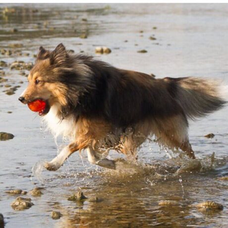 Características: Material Bionic Rubber: Fabricada con un material exclusivo, resistente y duradero, libre de BPA, plomo y ftalatos, garantizando la seguridad de tu perro. Diseño inteligente: Con un agujero central para rellenar con snacks, esta pelota convierte el juego en una experiencia más interactiva y estimulante. Versatilidad: Ideal para juegos de búsqueda, fetch y masticar, tanto en interiores como en exteriores. Flotabilidad: Perfecta para jugar en el agua. Visibilidad: Su color naranja brillante la hace fácil de encontrar en cualquier entorno. Durabilidad: Diseñada para resistir las mordidas más fuertes, asegurando una larga vida útil. Fácil limpieza: Apta para lavavajillas para una higiene óptima.