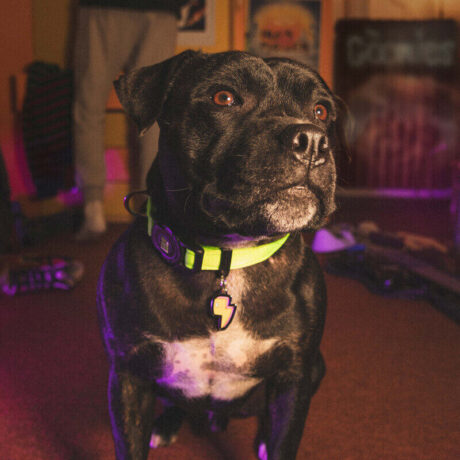 ¿Por qué es importante que tu mascota lleve una placa identificativa? Seguridad: La placa identificativa es la forma más rápida y efectiva de que alguien pueda contactarte si encuentra a tu mascota perdida. Tranquilidad: Saber que tu mascota lleva una identificación te brinda tranquilidad y reduce la angustia en caso de extravío. Información vital: Además de tus datos de contacto, puedes incluir información relevante como el nombre de tu mascota o si requiere cuidados especiales. Cumplimiento legal: En algunas localidades, es obligatorio que los perros lleven una placa identificativa. Detalles del producto Diseño: Relámpago Personalización: Grabado en la parte trasera Incluye: Anillo para enganchar al collar ¡Carga a tu mascota de energía y estilo con la Placa Charms Relámpago!