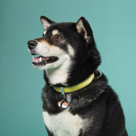 ¿Por qué es importante que tu mascota lleve una placa identificativa? Seguridad: La placa identificativa es la forma más rápida y efectiva de que alguien pueda contactarte si encuentra a tu mascota perdida. Tranquilidad: Saber que tu mascota lleva una identificación te brinda tranquilidad y reduce la angustia en caso de extravío. Información vital: Además de tus datos de contacto, puedes incluir información relevante como el nombre de tu mascota o si requiere cuidados especiales. Cumplimiento legal: En algunas localidades, es obligatorio que los perros lleven una placa identificativa. Detalles del producto Diseño: Sushi Personalización: Grabado en la parte trasera Incluye: Anillo para enganchar al collar ¡Dale a tu mascota un bocado de estilo y seguridad con la Placa Food Sushi! Esta placa es el accesorio perfecto para las mascotas con paladar exigente y personalidad única. ¡No esperes más y consigue la tuya!